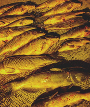 LED Bowfishing Flood Light Filters -  (Select Size and Color)