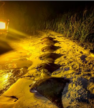 200W NEW GEN LED HPS FILTERED